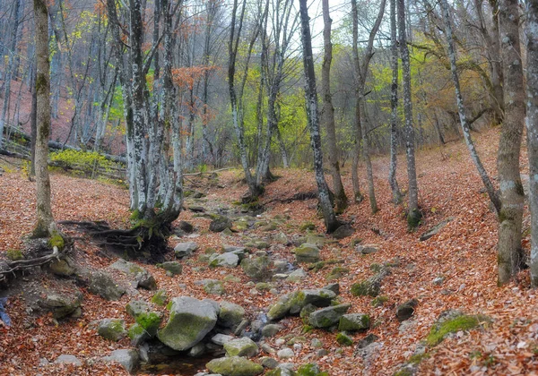 山川在森林和山地 克里米亚大峡谷 — 图库照片