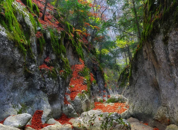 山川在森林和山地 克里米亚大峡谷 免版税图库图片