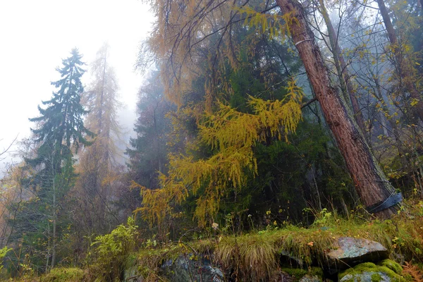 在阿尔卑斯山的秋景 — 图库照片