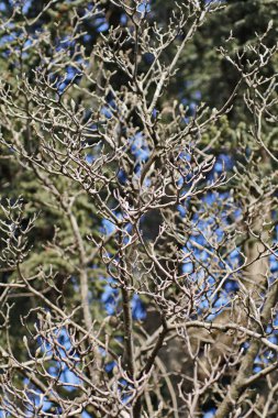 Yapraksız kuru dallar