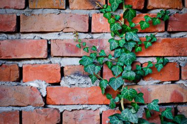 Tuğla duvarda sürünen