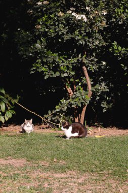 Parkta iki kedi 