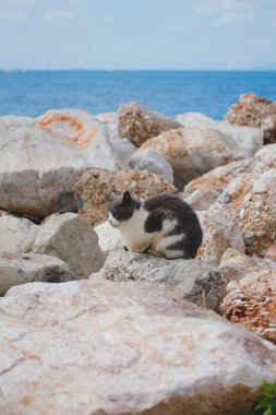 Kedi güzel sahilde kayaların üzerinde duruyor. 