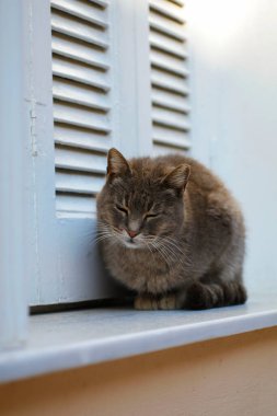 Sokak kedisi pencerede uyuyor 