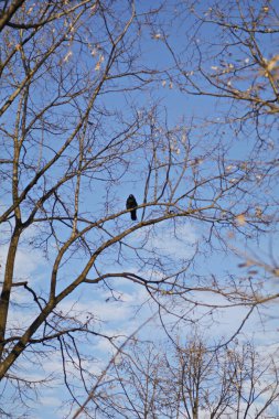 Yapraksız ve kuşsuz kuru dallar 