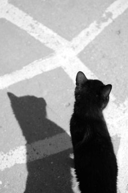 Siyah sokak kedisi ve gölgesi 