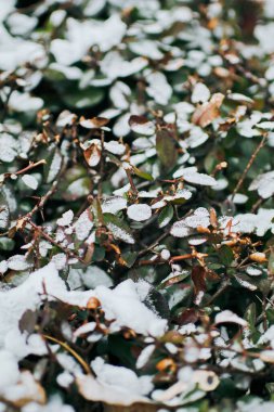 Yapraklar karla kaplı