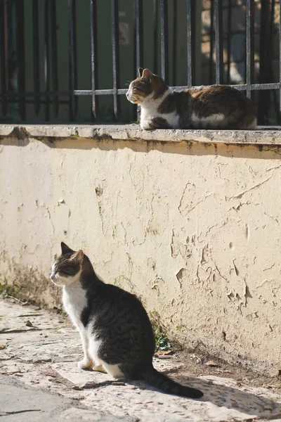 Dois Gatos Rua Desfrutando Pôr Sol — Fotografia de Stock