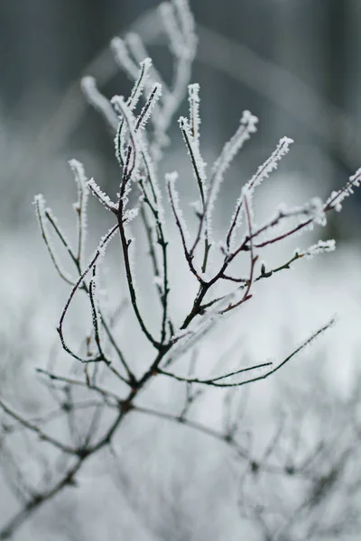 Ramos Cobertos Neve — Fotografia de Stock