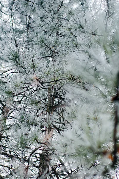 Αειθαλές Δέντρο Καλυμμένο Χιόνι — Φωτογραφία Αρχείου