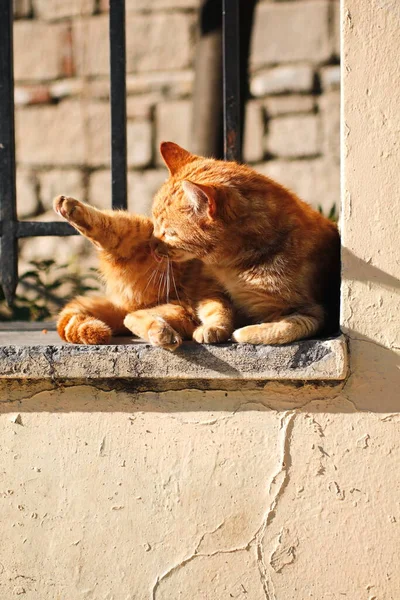 Chat Orange Sur Clôture Bain Soleil — Photo