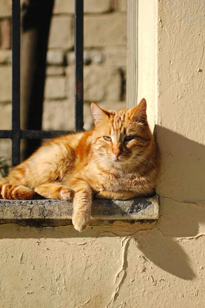 篱笆上的橙色猫晒日光浴 — 图库照片