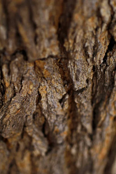 Wooden Tree Texture Background — Stock Photo, Image