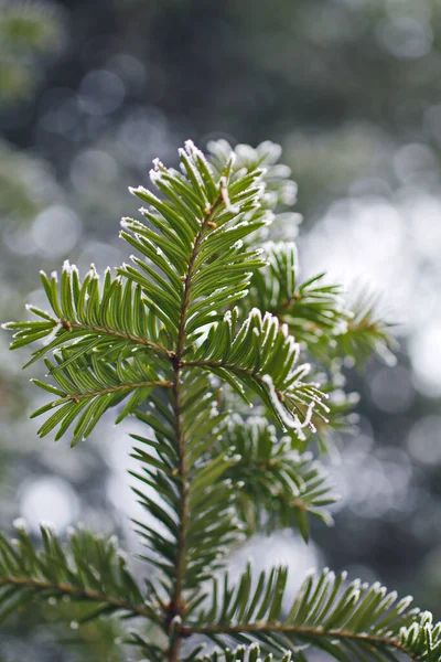 Bright Close Macro Photo Evergreen Tree Covered Snow — Stock Photo, Image