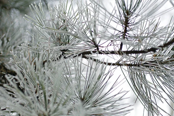 Beautiful Bright Close Macro Photo Evergreen Tree Covered Snow — Stock Photo, Image