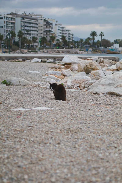 Fekete Macska Sziklás Strand — Stock Fotó