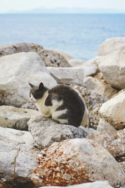 Katze Steht Auf Felsen Schönen Strand — Stockfoto