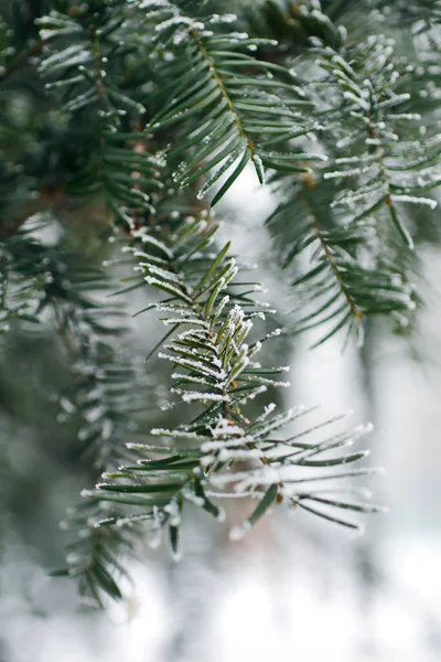 Evergreen Tree Covered Snow — Stock Photo, Image