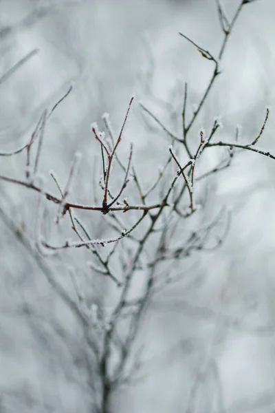 Branches Covered Snow — Stock Photo, Image