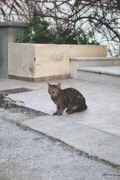 Γάτα Δρόμου Κοιτάζοντας Απευθείας Στην Κάμερα — Φωτογραφία Αρχείου