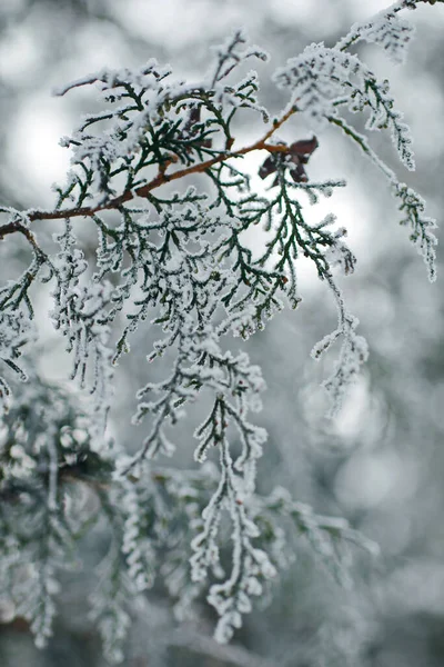 evergreen tree covered with snow on cold winter day