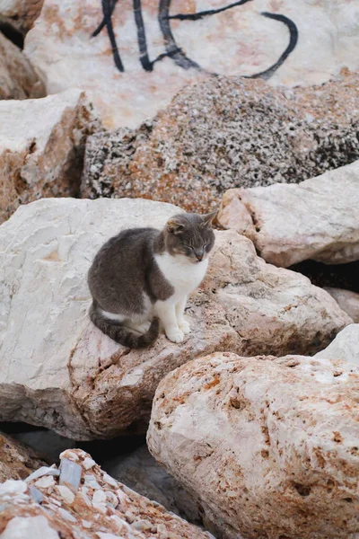 浜の野良猫 — ストック写真