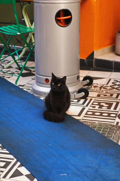 Svart Street Cat Söker Mat Restaurang — Stockfoto