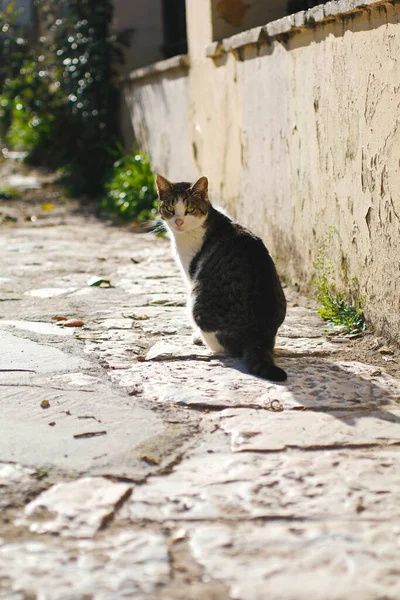 Street Black White Cat Élvezi Naplementét — Stock Fotó