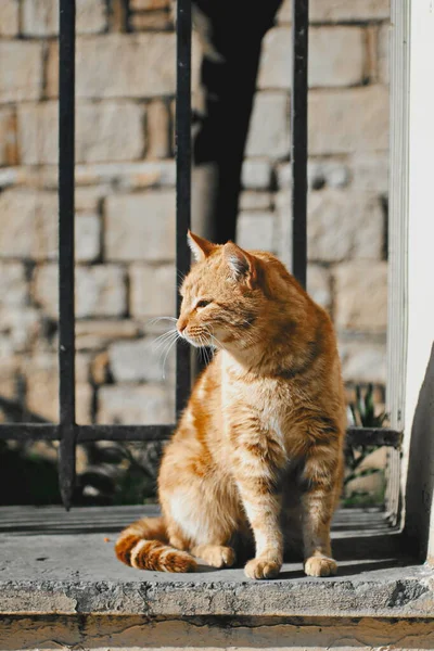 Chat Orange Sur Clôture — Photo