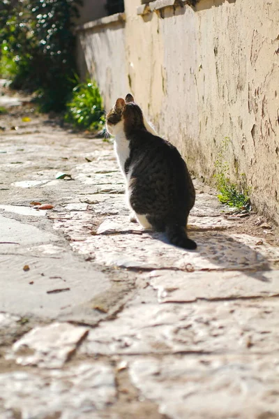 Rua Gato Preto Branco Apreciando Pôr Sol — Fotografia de Stock