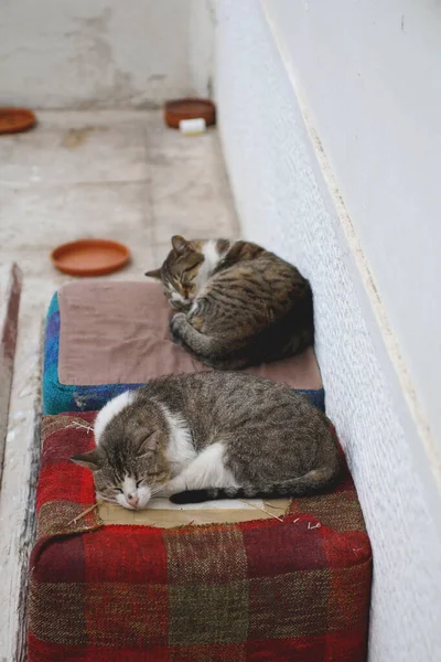 Två Hemlösa Katter Sover Gamla Möbler Gatan — Stockfoto