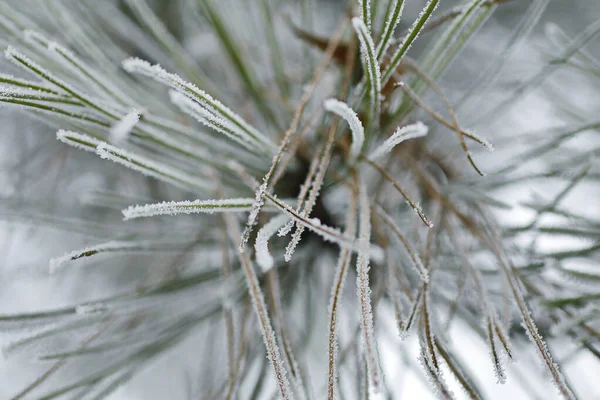 Beautiful Bright Close Macro Photo Evergreen Tree Covered Snow — Stock Photo, Image