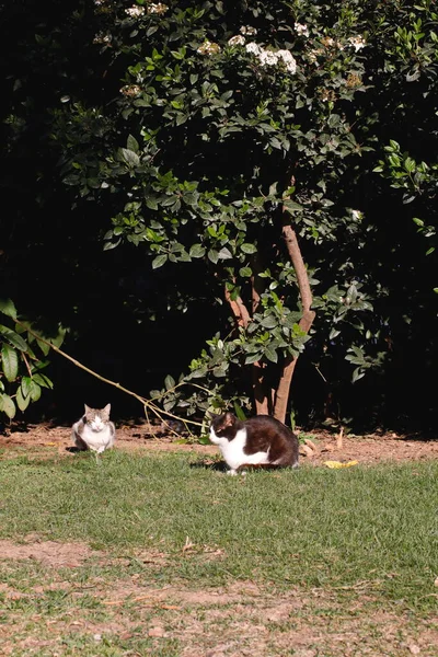 公園内の猫2匹 — ストック写真