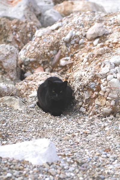 Black Cat Rocky Beach — Stock Photo, Image