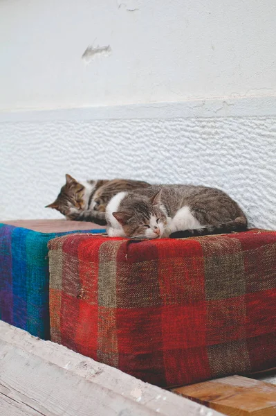Foto Två Hemlösa Katter Sover Gamla Möbler Gatan — Stockfoto
