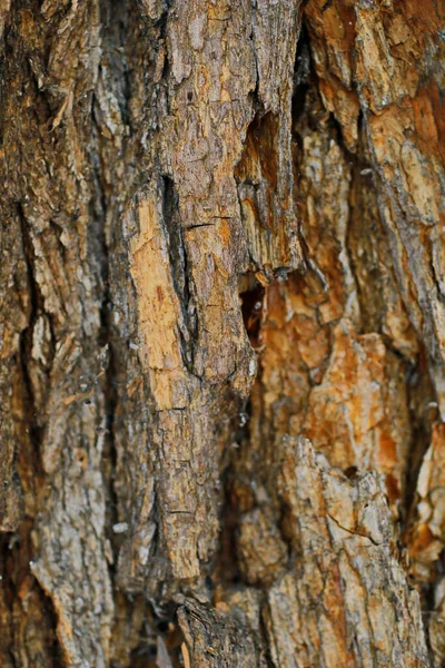 Текстура Темного Дерева — стокове фото