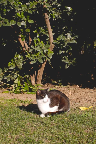 Gatto Seduto Nel Parco — Foto Stock