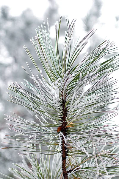 Beautiful Bright Close Macro Photo Evergreen Tree Covered Snow — Stock Photo, Image