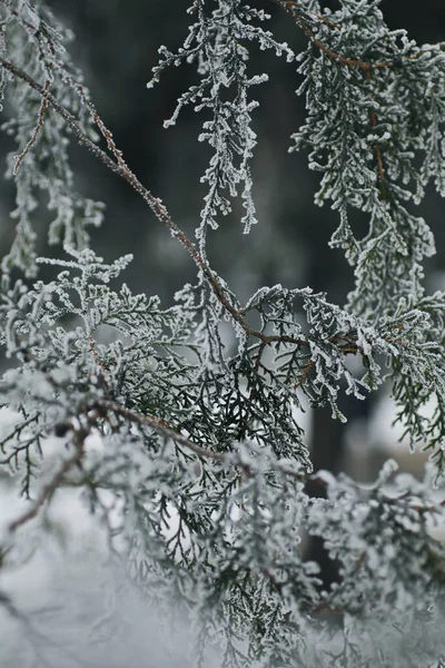 Stálezelený Strom Pokrytý Sněhem Chladném Zimním Dni — Stock fotografie