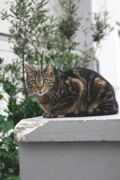 コンクリートの柱の上に猫がいて — ストック写真