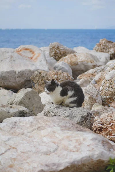 美しいビーチの岩の上に猫が立っていて — ストック写真