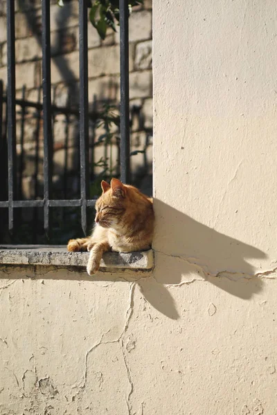 フェンスの上のオレンジ色の猫日光浴 — ストック写真