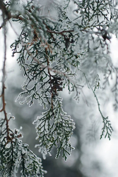 evergreen tree covered with snow on cold winter day