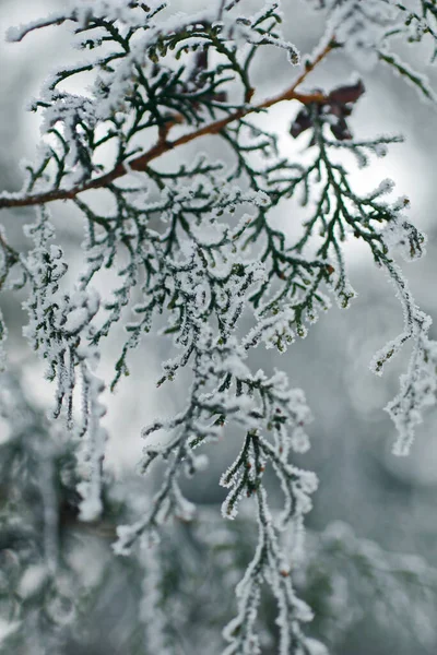 Árvore Sempre Verde Coberta Neve Dia Frio Inverno — Fotografia de Stock
