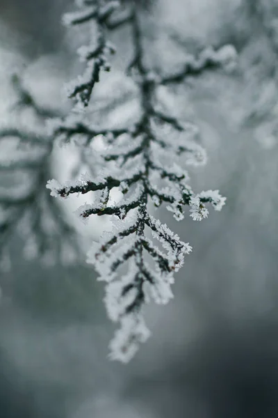 Perto Árvore Sempre Verde Coberta Neve Dia Inverno Frio — Fotografia de Stock