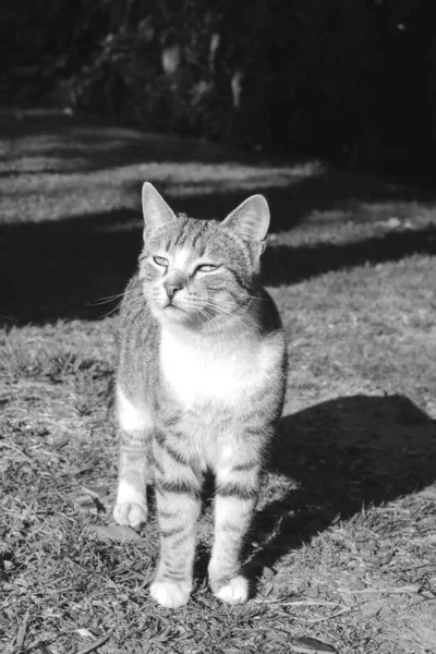Ασπρόμαυρη Φωτογραφία Της Γάτας Στο Πάρκο — Φωτογραφία Αρχείου