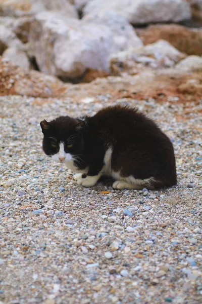 浜の野良猫 — ストック写真