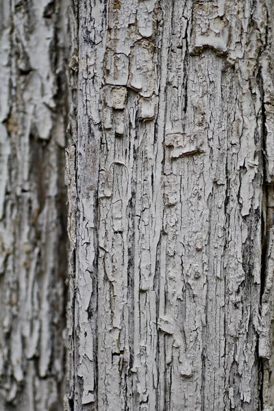 濃い木の質感 — ストック写真