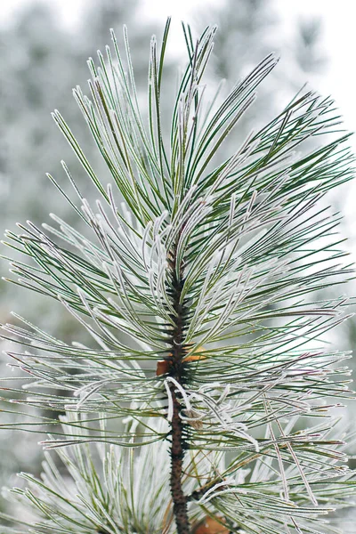 Beautiful Bright Close Macro Photo Evergreen Tree Covered Snow — Stock Photo, Image