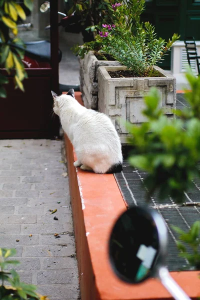 Λευκή Γάτα Στο Δρόμο — Φωτογραφία Αρχείου